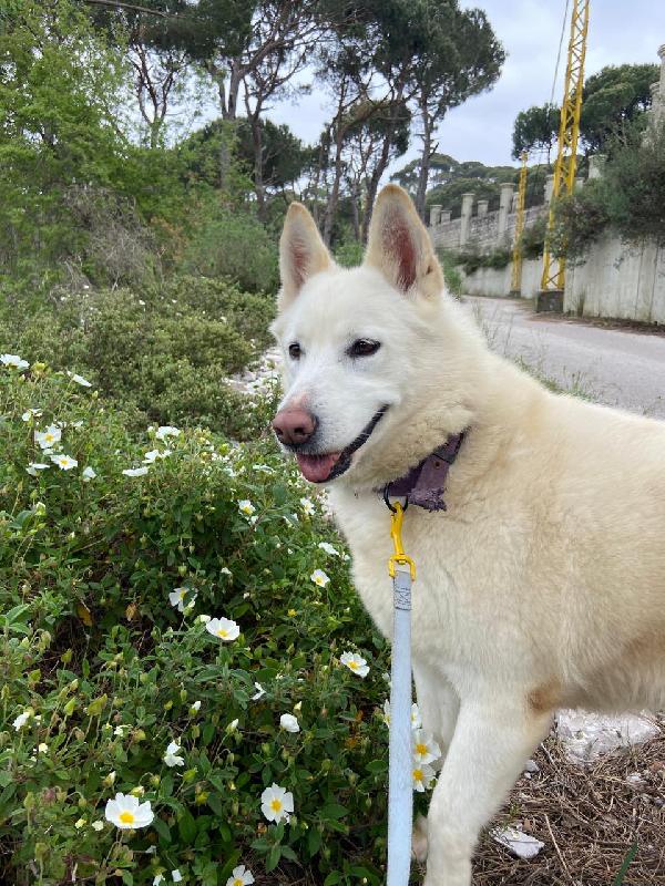 Snow, Una Splendida Simil Pastore Svizzero